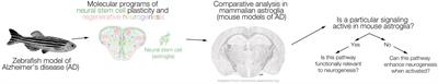 Type 1 Interleukin-4 Signaling Obliterates Mouse Astroglia in vivo but Not in vitro